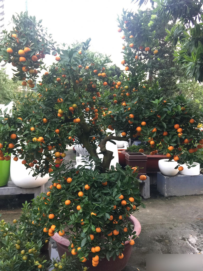 Một cây vàng không mua nổi cây quất trưng Tết tại vỉa hè Sài Gòn